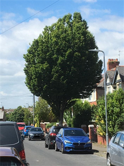 Tree on Dyserth Road